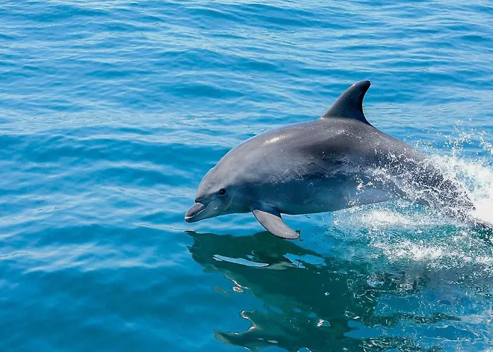 V4, Jardins Branqueira3 Near Beach,